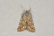 Waterleliemot / Brown China-Mark (Elophila nymphaeata), micro