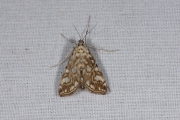 Waterleliemot / Brown China-Mark (Elophila nymphaeata), micro