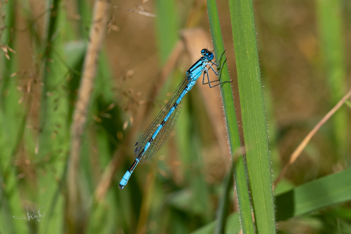 Watersnuffel / Common Blue Damselfly (Enallagma cyathigerum)