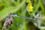 Watersnuffel / Common Blue Damselfly (Enallagma cyathigerum)