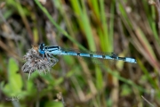 Watersnuffel / Common Blue Damselfly (Enallagma cyathigerum)