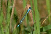 Watersnuffel / Common Blue Damselfly (Enallagma cyathigerum)