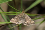 Weegbreemot / Straw-barred Pearl  (Pyrausta despicata), micro