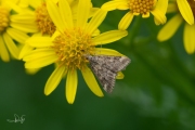 Weegbreemot / Straw-barred Pearl  (Pyrausta despicata), micro