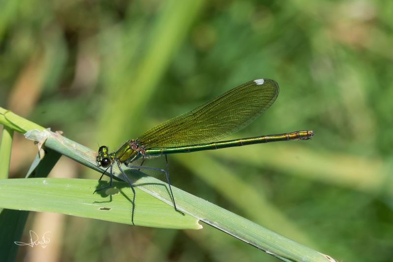 Weidebeekjuffer / Banded Demoiselle (Calopteryx splendens)