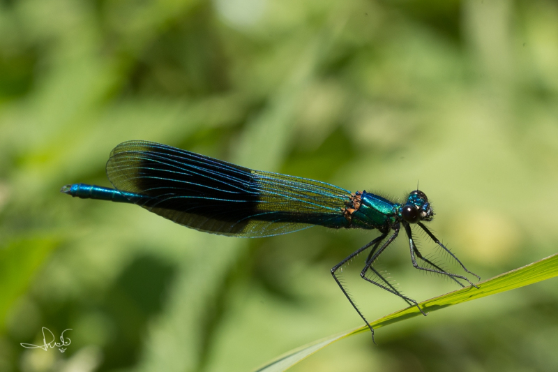 Weidebeekjuffer / Banded Demoiselle (Calopteryx splendens)