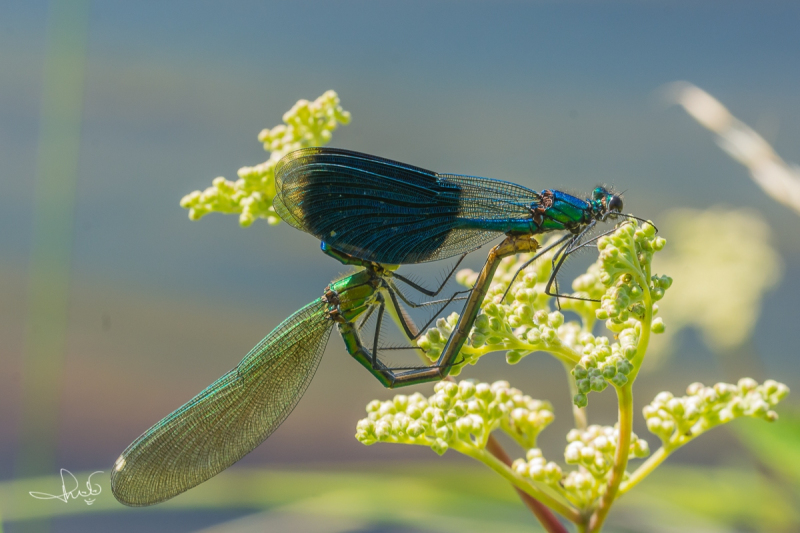 Weidebeekjuffer / Banded Demoiselle (Calopteryx splendens)