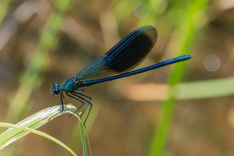 Weidebeekjuffer / Banded Demoiselle (Calopteryx splendens)