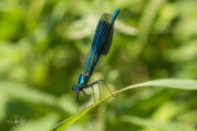 Weidebeekjuffer / Banded Demoiselle (Calopteryx splendens)