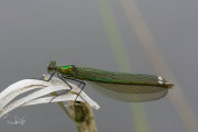 Weidebeekjuffer / Banded Demoiselle (Calopteryx splendens)