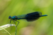 Weidebeekjuffer / Banded Demoiselle (Calopteryx splendens)