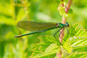 Weidebeekjuffer / Banded Demoiselle (Calopteryx splendens)