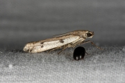 Weidemot (Phycitodes binaevella), micro