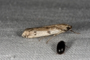 Weidemot (Phycitodes binaevella), micro