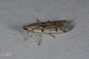 Weidemot (Phycitodes binaevella), micro