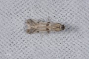 Weidemot (Phycitodes binaevella), micro