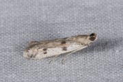 Weidemot (Phycitodes binaevella), micro