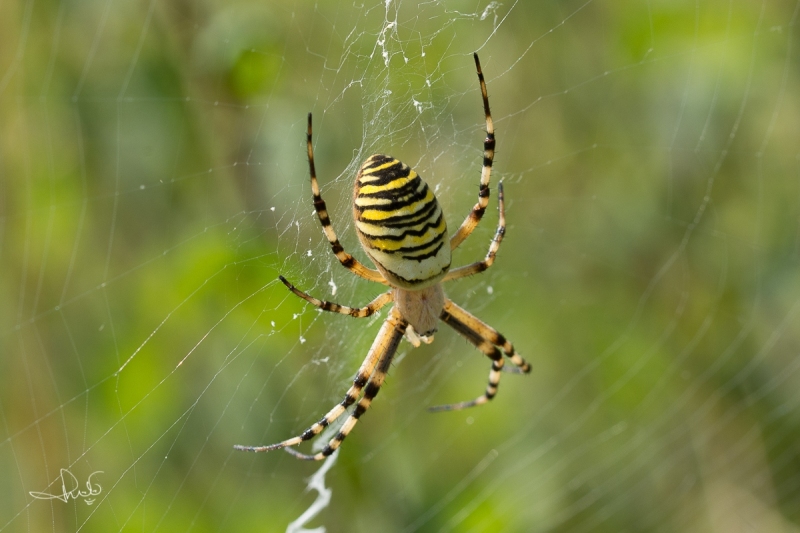 Wespspin / Wasp Spider (Argiope bruennichi)