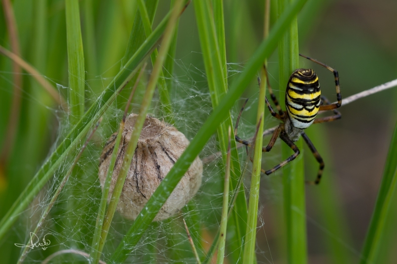 Wespspin / Wasp Spider (Argiope bruennichi)