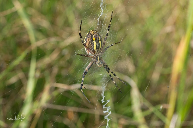 Wespspin / Wasp Spider (Argiope bruennichi)