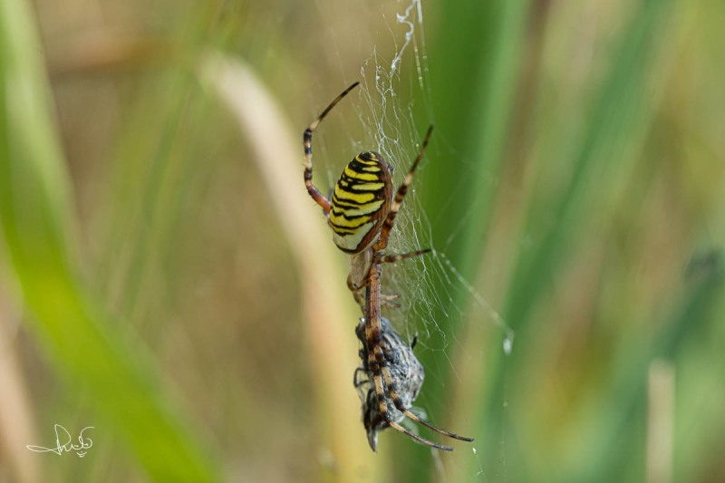 Wespspin / Wasp Spider (Argiope bruennichi)