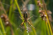 Wespspin / Wasp Spider (Argiope bruennichi)