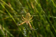 Wespspin / Wasp Spider (Argiope bruennichi)