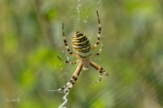 Wespspin / Wasp Spider (Argiope bruennichi)