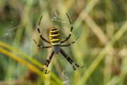 Wespspin / Wasp Spider (Argiope bruennichi)