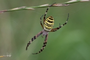 Wespspin / Wasp Spider (Argiope bruennichi)