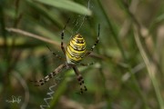 Wespspin / Wasp Spider (Argiope bruennichi)