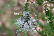 Wespspin / Wasp Spider (Argiope bruennichi)