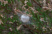 Cocon van een wespspin / Cocoon of a Wasp Spider (Argiope bruennichi)