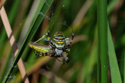 Wespspin / Wasp Spider (Argiope bruennichi)
