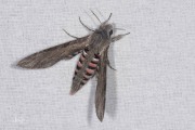 Windepijlstaart / Convolvulus Hawkmoth (Agrius convolvuli)