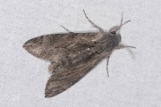 Windepijlstaart / Convolvulus Hawkmoth (Agrius convolvuli)