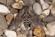 Windepijlstaart / Convolvulus Hawkmoth (Agrius convolvuli)