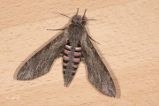 Windepijlstaart / Convolvulus Hawkmoth (Agrius convolvuli)