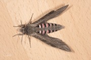 Windepijlstaart / Convolvulus Hawkmoth (Agrius convolvuli)