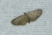 Wilgendwergspanner / Slender Pug (Eupithecia tenuiata)