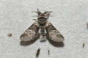 Wilgenhermelijnvlinder / Poplar Kitten (Furcula bifida)