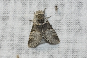 Wilgenhermelijnvlinder / Poplar Kitten (Furcula bifida)