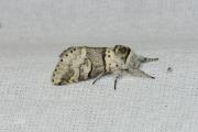 Wilgenhermelijnvlinder / Poplar Kitten (Furcula bifida)