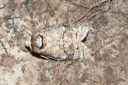 Wilgenhoutrups / Goat Moth (Cossus cossus)