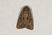 Wilgenschorsvlinder / Dingy Shears (Apterogenum ypsillon)