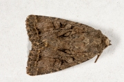 Wilgenschorsvlinder / Dingy Shears (Apterogenum ypsillon)