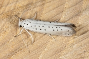 Wilgenstippelmot / Willow ermine moth (Yponomeuta rorrella), micro