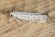 Wilgenstippelmot / Willow ermine moth (Yponomeuta rorrella), micro