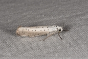 Wilgenstippelmot / Willow ermine moth (Yponomeuta rorrella), micro