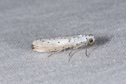 Wilgenstippelmot / Willow ermine moth (Yponomeuta rorrella), micro